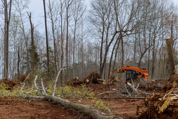 How Our Tree Care Process Works  in  Watergate, FL