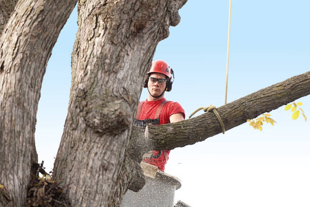 Trusted Watergate, FL Tree Removal Services Experts